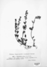 Peronospora grisea image